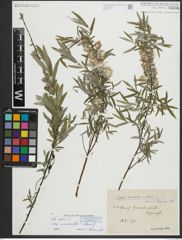 Foto von Salix repens subsp. rosmarinifolia (L.) Andersson